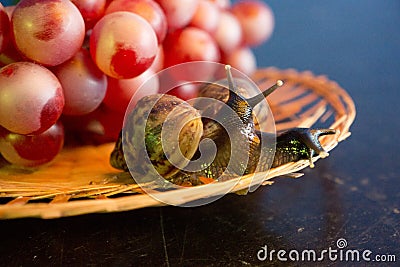 A pair of snails on a wicker plate with red grapes Stock Photo