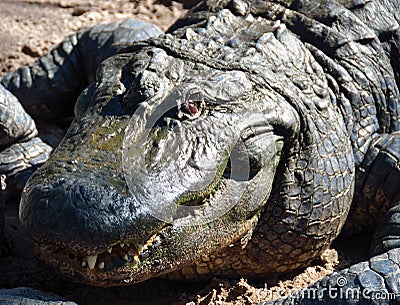 Large Alligator Stock Photo
