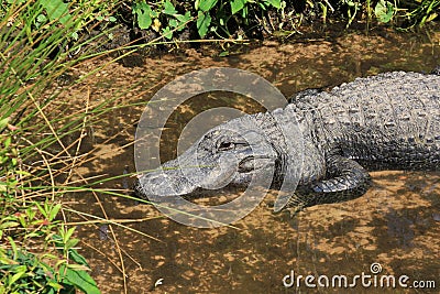 Large Alligator relaxing in the sun at a park in Florida Stock Photo