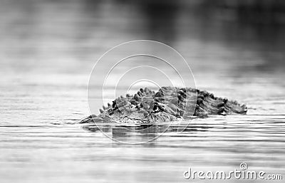 Large alligator swimming in water  black and white photo