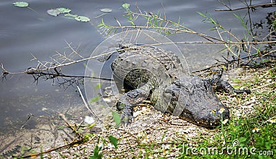 Large American Alligator (Alligator mississippiensis) Stock Photo