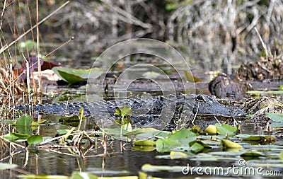 Large basking American Alligator on a log at the Big Water Lake; Okefenokee Swamp National Wildlife Refuge, Georgia USA Stock Photo