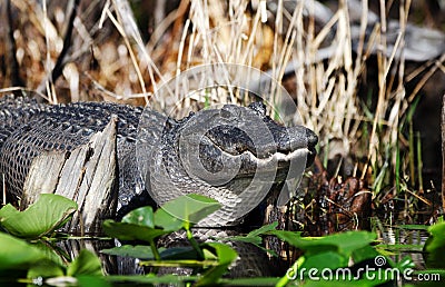 Large American Alligator laying in the swamp showing teeth Stock Photo