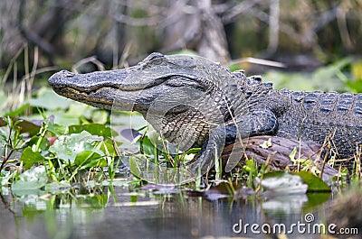 Large American Alligator, Okefenokee Swamp National Wildlife Refuge Stock Photo