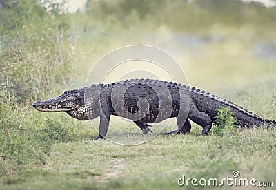 Large American Alligator walking Stock Photo