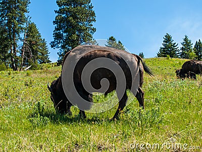 Large American Bison Stock Photo