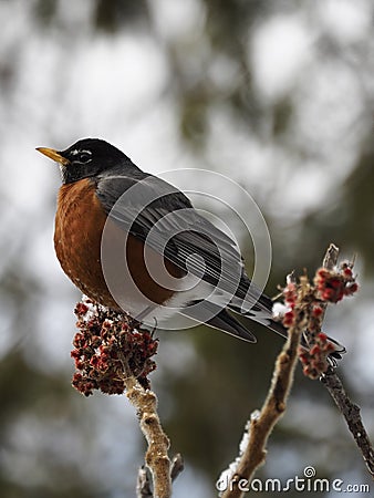 A large American Robin singing in a tree Stock Photo