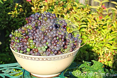 Large amount of black grapes in a bowl. Stock Photo
