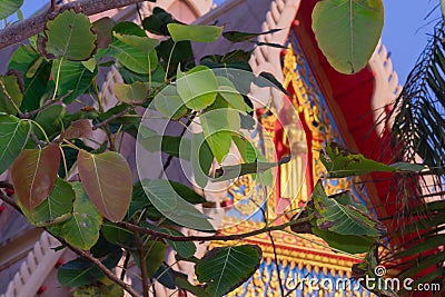 Large amount of Bodhi leaf images reside on a tall, melting tree. The back is a Buddha image at the upper front of the church pavi Stock Photo