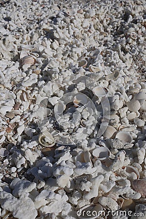 Large amount of coral and shells Stock Photo