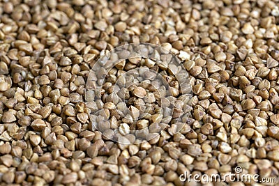 A large amount of roasted buckwheat harvest Stock Photo