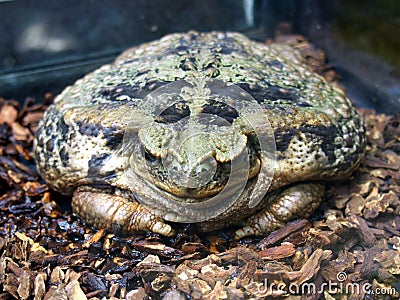 Large amphibious frog - Bufo marinus Stock Photo