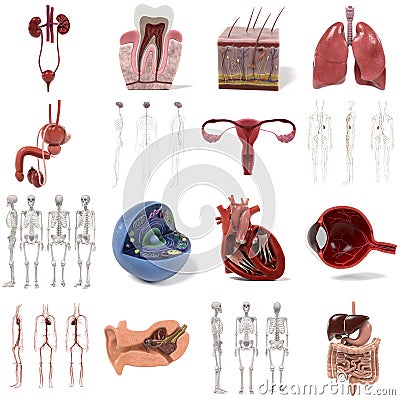 Large anatomy set Stock Photo
