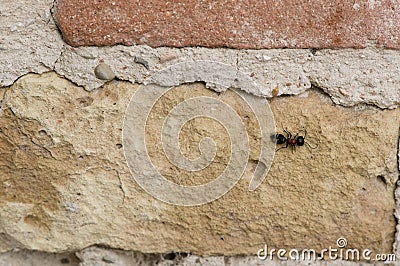 Large ant next to spider web on wall, dilapidated, old, destroyed Stock Photo