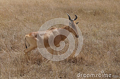 A large antelope Hartebeest Stock Photo