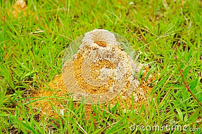 Large anthill of red ants Formica rufa in the grass, in the grove on the edge of the forest Stock Photo