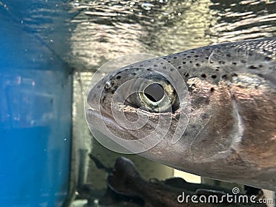 Large aquarium, salmon close-up. A big fish swims in the water. Salmon in grocery store blue water. Live trout in a fish store Stock Photo