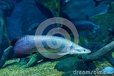 Large Arapaima Stock Photo