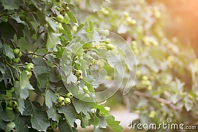 Large area of immature hawthorn fruit Stock Photo