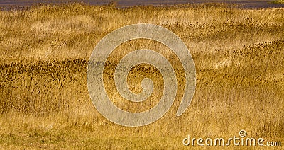 Large areas of reed Stock Photo