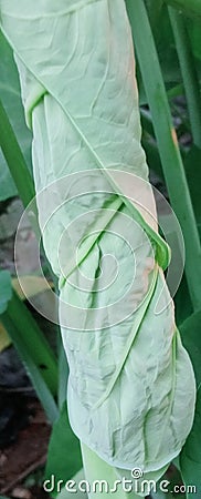 Large auricles that twine on stalks in spring Stock Photo