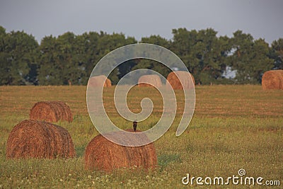 Large bales of fresh hay , Ukraine Stock Photo