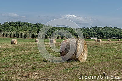 Large bales of hay in a field in the Tuscan countryside in the province of Pisa, Italy Stock Photo
