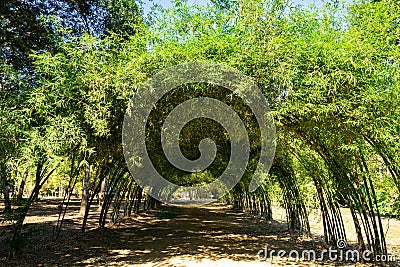 The large bamboo arch is a shady archway Stock Photo