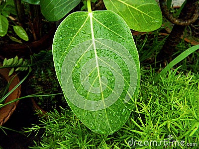 A large banyan leaf has nice rain drops on its surface in my garden Stock Photo