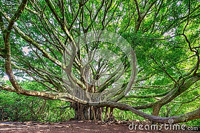 Large Banyan tree in Maui, HI along the Pipiwai trail near the road to Hana Stock Photo