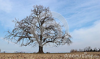 Large bare oak tree, Quercus robur is the scientific name, alone in a winter countryside scenery Stock Photo