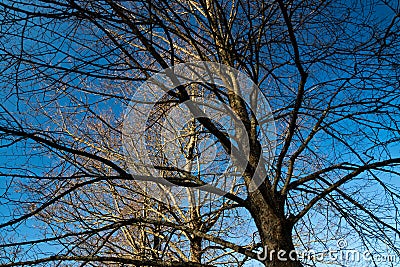 Large bare tree on blue sky background Stock Photo