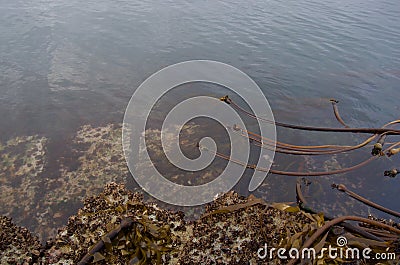 Large barnacles and seaweed cover the quarried blocks of the breakwater at low tide in the evening Stock Photo