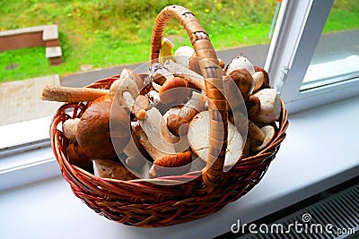 A large basket of mushrooms collected in the autumn forest. Stock Photo