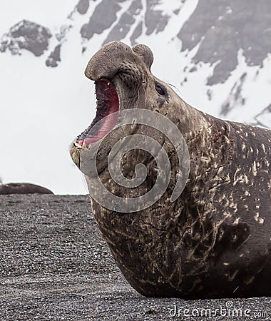 Large battled elephant seal screams his dominance Stock Photo