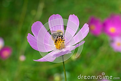 A large beautiful bumblebee on a flower with purple petals collects nectar Stock Photo