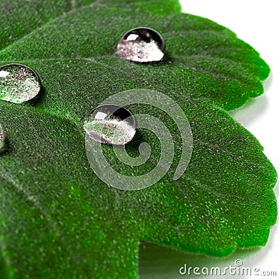 Large beautiful drops of transparent rain water on a green leaf macro. Drops of dew in the morning glow in the sun. Beautiful leaf Stock Photo