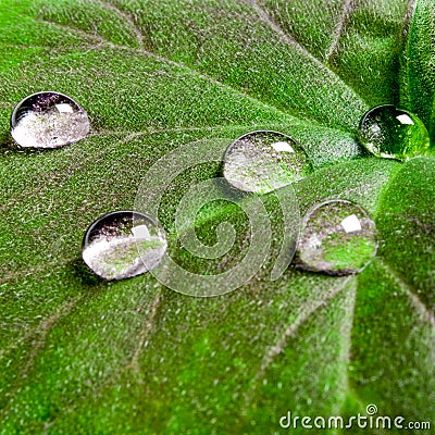Large beautiful drops of transparent rain water on a green leaf macro. Drops of dew in the morning glow in the sun. Beautiful leaf Stock Photo