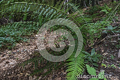 Large, beautiful and green ferns in the forest along the way to the Kozya Stena hut. Stock Photo