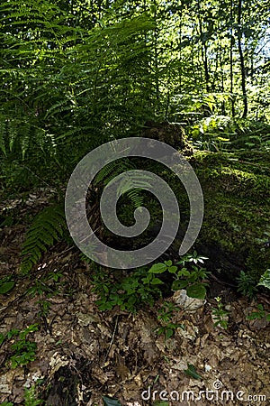 Large, beautiful and green ferns in the forest along the way to the Kozya Stena hut. Stock Photo