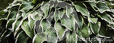 Large beautiful hosta leaves with water drops. Plant after rain Stock Photo