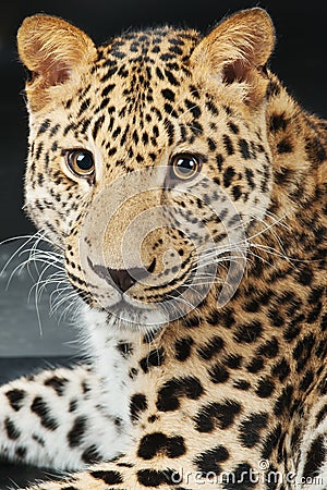 Large beautiful leopard Stock Photo