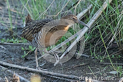 King Rail at Anahuac Texas Stock Photo