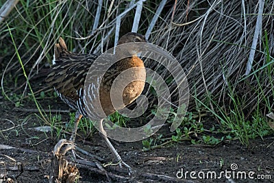 King Rail at Anahuac Texas Stock Photo