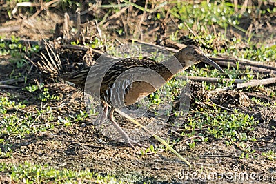 King Rail at Anahuac Texas Stock Photo