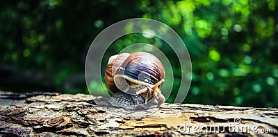 A large beautiful snail makes a leisurely walk along the bark of the old tree. Stock Photo