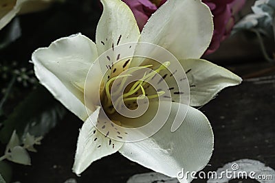 LARGE BEAUTIFUL WHITE FLOWER CLOSEUP Stock Photo