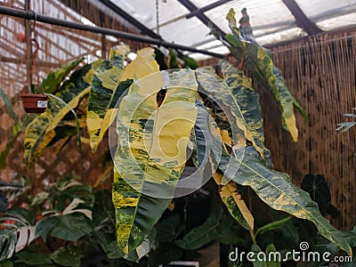 Large and beautiful yellow and green marbled leaves of Philodendron Billietiae Variegated, an expensive tropical houseplant Stock Photo