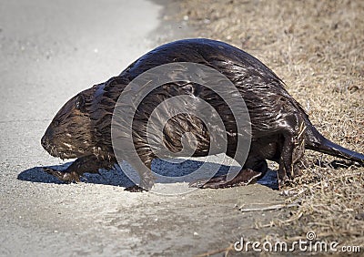 Large Beaver Crossing a Road Stock Photo