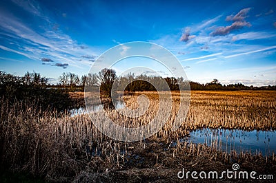 Large bed of bulrushes Stock Photo